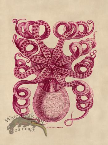 Octopus Pink 32